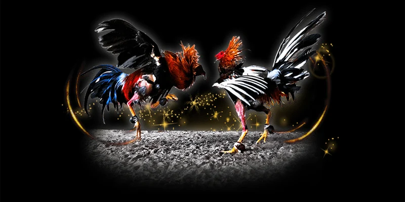 Các loại cược phổ biến trong trực tiếp đá gà C1