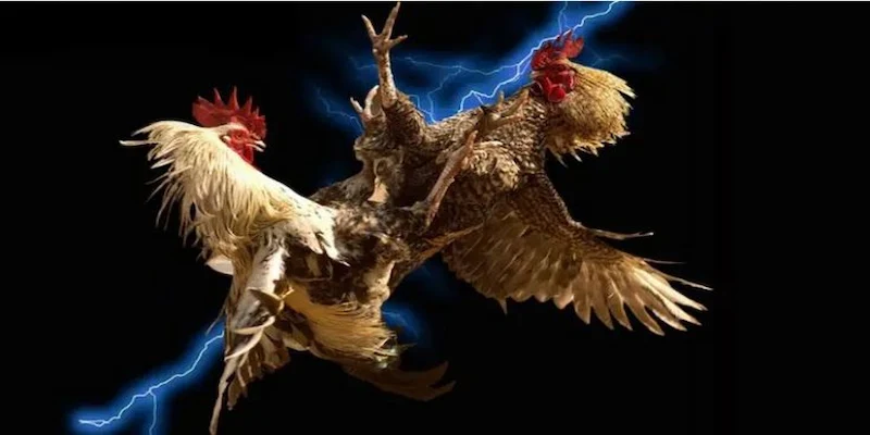 Nguyên tắc cơ bản trong trực tiếp đá gà C1